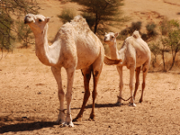 Dormedary Camels